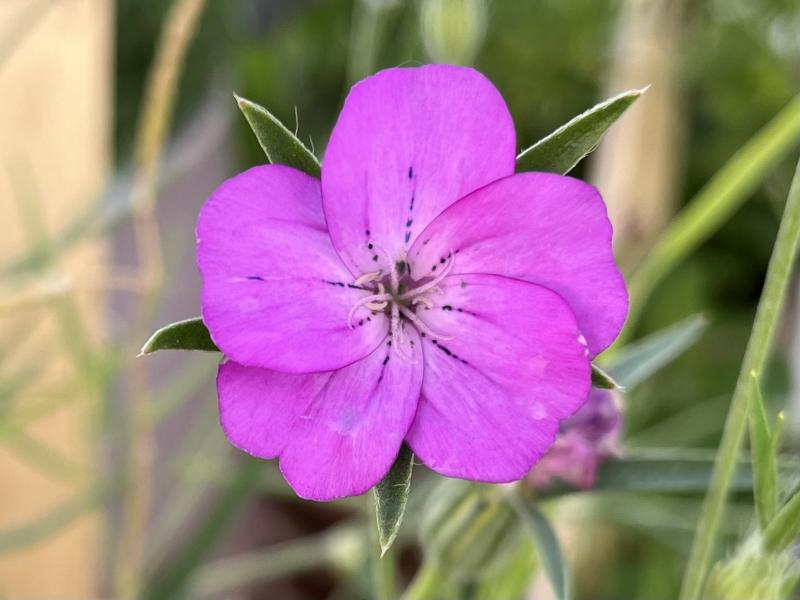 Klinte i blomst